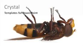  Presentation with hornet - Colorful PPT theme enhanced with hornet mimic hoverfly volucella zonaria in front of white background backdrop and a white colored foreground