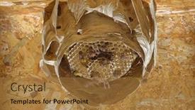  Presentation with hornet - Presentation design featuring hornet-nest-hive-at-attic background and a coral colored foreground