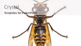 Presentation with hornet - Colorful slides enhanced with hornet-vespa-crabro-isolated backdrop and a white colored foreground