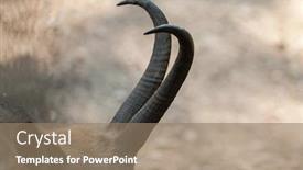  Presentation with alpine - PPT theme enhanced with horns-of-alpine-chamois-rupicapra background and a coral colored foreground