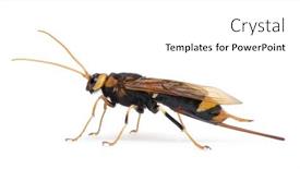  Presentation with wood - Colorful slides enhanced with horntail-or-wood-wasp-urocerus backdrop and a white colored foreground