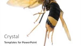  Presentation with wood - Cool new theme with horntail-or-wood-wasp-urocerus backdrop and a white colored foreground