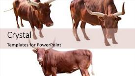  Presentation with set of sauces in white - Colorful slides enhanced with horny - set of bulls isolated backdrop and a coral colored foreground