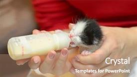  Presentation with milk in bottle - Beautiful slide deck featuring horphan - orphan kitten drinking milk backdrop and a coral colored foreground