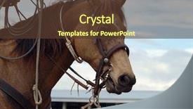  Presentation with cowboy - Presentation having quarter horse - cowboy's dun pony with ropes background and a  colored foreground