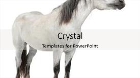  Presentation with white horse - Beautiful presentation theme featuring horse 2 years old standing backdrop and a light gray colored foreground