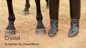  Presentation with rider - Colorful slides enhanced with hooves - horse and a rider's legs backdrop and a coral colored foreground