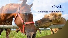  Presentation with pasture - PPT layouts featuring horse and colt on pasture background and a sky blue colored foreground