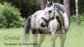  Presentation with animal nature - Amazing PPT layouts having horse animal grazing on nature grass field pasture backdrop and a mint green colored foreground