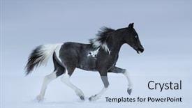  Presentation with foal - Beautiful theme featuring horse blue-eyed foal trotting backdrop and a light blue colored foreground