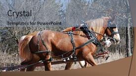 Presentation with horse - Slide set featuring horse buggy - ponies in harness background and a  colored foreground