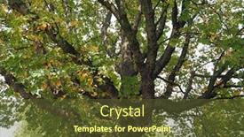  Presentation with horse - Presentation theme consisting of horse chestnut aesculus hippocastanum aka conker tree background and a tawny brown colored foreground