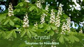  Presentation with horse - Slide deck enhanced with horse-chestnut-aesculus-hippocastanum-conker background and a tawny brown colored foreground