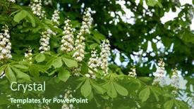  Presentation with horse - PPT theme having horse-chestnut-aesculus-hippocastanum-conker background and a tawny brown colored foreground