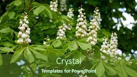  Presentation with horse - Theme having horse-chestnut-aesculus-hippocastanum-conker background and a tawny brown colored foreground