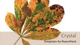  Presentation with white horse - Audience pleasing PPT layouts consisting of horse-chestnut-leaf-in-autumn backdrop and a gold colored foreground