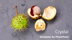  Presentation with horse - Slide deck with horse-chestnut-on-the-dark background and a gray colored foreground