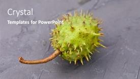  Presentation with horse - Slides featuring horse-chestnut-on-the-dark background and a gray colored foreground