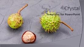  Presentation with horse - Presentation consisting of horse-chestnut-on-the-dark background and a light gray colored foreground