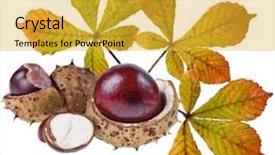  Presentation with white horse - Slide set featuring horse chestnuts aesculus conker buckeye background and a yellow colored foreground