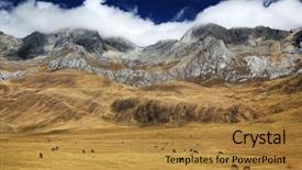  Presentation with main air routes in south america - Cool new PPT theme with horse cow - cattle in cordiliera huayhuash peru backdrop and a gold colored foreground