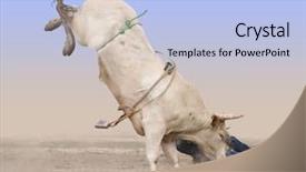  Presentation with rider - Slides featuring horse cow - charolais bull with rider background and a light blue colored foreground