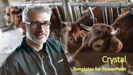  Presentation with livestock - Presentation theme featuring horse cow - farmer in barn checking background and a tawny brown colored foreground