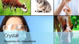  Presentation with vaccination - Audience pleasing presentation design consisting of horse cow - vaccination and treatment of animals backdrop and a arctic colored foreground