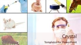  Presentation with vaccination - Audience pleasing presentation theme consisting of horse cow - vaccination and treatment of animals backdrop and a lemonade colored foreground