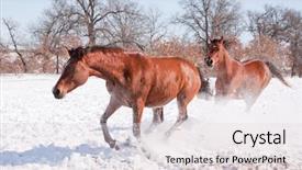  Presentation with liberty - Audience pleasing theme consisting of horse doing a hard sliding stop at liberty in snowy winter pasture backdrop and a lemonade colored foreground