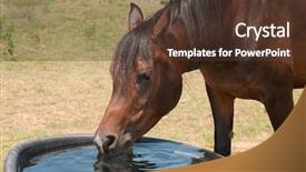  Presentation with summer drinking water - Cool new slide deck with horse drinking from a water backdrop and a tawny brown colored foreground