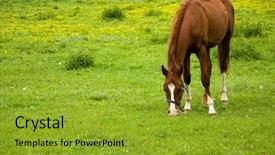 Presentation with pasture - Colorful slides enhanced with horse eating grass on pasture in spring backdrop and a gold colored foreground