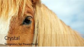  Presentation with element - PPT layouts with horse eye element of design background and a gold colored foreground