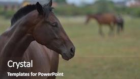  Presentation with horse - PPT theme having horse farm animal group background and a tawny brown colored foreground