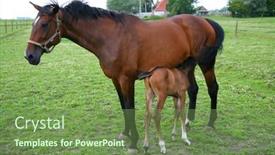  Presentation with foal - 