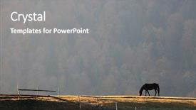  Presentation with horse racing robotics - Cool new PPT layouts with horse feeding on a meadow backdrop and a gray colored foreground