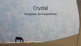  Presentation with horse - Slides consisting of horse feeding on a meadow background and a light gray colored foreground