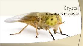  Presentation with white horse - Audience pleasing presentation theme consisting of horse-fly atylotus rusticus against white background studio shot backdrop and a blonde colored foreground
