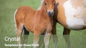  Presentation with foal - Slide deck with his mare on green background and a violet colored foreground