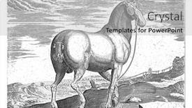  Presentation with anonymous - Colorful slide deck enhanced with horse-from-corsica-anonymous backdrop and a light gray colored foreground