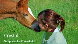  Presentation with foal - Presentation having horse funny - foal and girl background and a  colored foreground