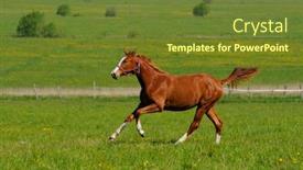  Presentation with horse - Presentation theme having horse-gallops-in-field background and a tawny brown colored foreground