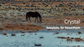  Presentation with horse - PPT theme having horse-grazes-in-a-meadow background and a tawny brown colored foreground