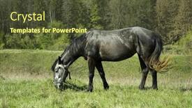  Presentation with grazing - PPT theme featuring horse-grazing-in-grass-field background and a tawny brown colored foreground