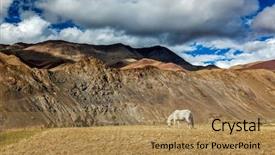  Presentation with ladakh - Slide deck consisting of horse grazing in himalayas rupshu valley ladakh india background and a coral colored foreground