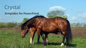  Presentation with chernobyl - Presentation theme consisting of horse grazing in the meadow 5 km near chernobyl area border background and a light blue colored foreground