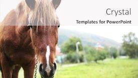  Presentation with grazing - PPT theme consisting of horse-grazing-on-meadow background and a white colored foreground