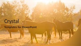  Presentation with ranch - Colorful slide deck enhanced with horse herd on ranch at sunrise backdrop and a gold colored foreground