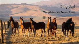  Presentation with pasture - Audience pleasing slides consisting of horse herd on the pasture backdrop and a mint green colored foreground