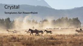  Presentation with chile - Beautiful presentation theme featuring horse herd run on pasture backdrop and a light blue colored foreground